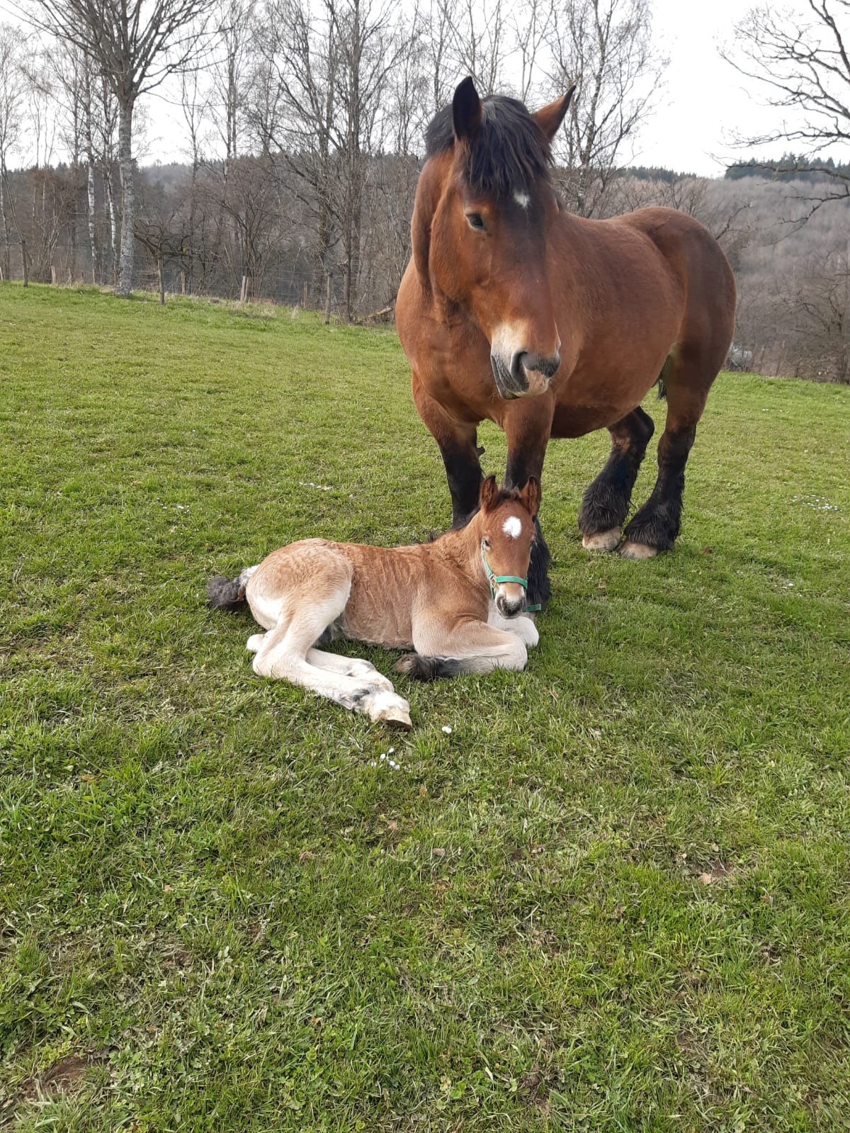 Adera et Rocco